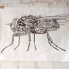 Drawing of a Fly by Mark Kretzmeier
