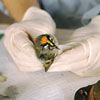Taxidermy of a bird