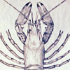 Lobster Drawing